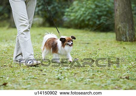 Man Walking His Pet Dog, Low Section View Large Photo Image Stock Image - Man Walking His Pet Dog, Low Section. Fotosearch