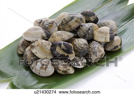 Manila Clams View Large Photo Image Picture - Manila Clams. Fotosearch
