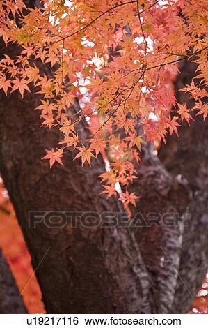 Stock Photograph - Maple tree at Naganuma park, Tokyo Prefecture, Honshu, Japan. Fotosearch
