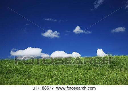 Meadow, Ibaraki Prefecture Honshu, Japan View Large Photo Image Stock Photo - Meadow, Ibaraki Prefecture Honshu, Japan. Fotosearch