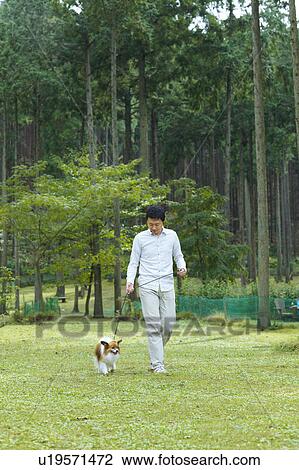 Mid Adult Man Walking Dog in Park View Large Photo Image Stock Image - Mid Adult Man Walking Dog in Park. Fotosearch