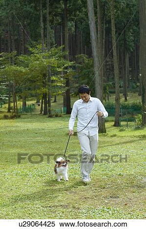 Mid Adult Man Walking Dog in Park View Large Photo Image Stock Photography - Mid Adult Man Walking Dog in Park. Fotosearch