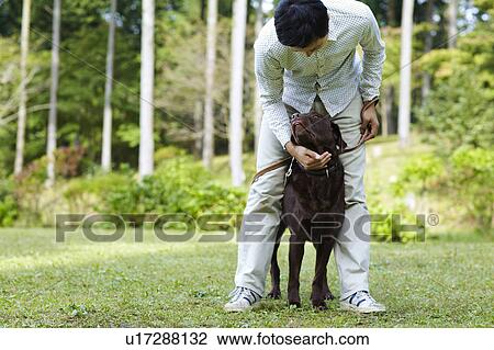 Mid Adult Man with Chocolate Labrador in Park View Large Photo Image Stock Image - Mid Adult Man with Chocolate Labrador in Park. Fotosearch