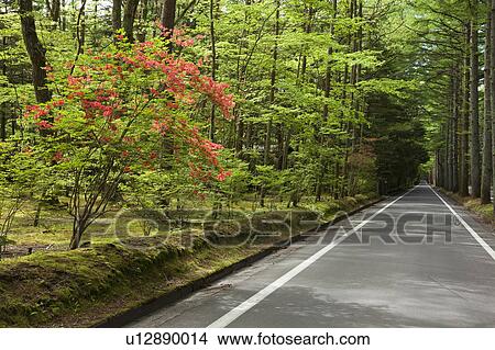 Mikasa Street and Azalea, Nagano Prefecture, Japan View Large Photo Image Picture - Mikasa Street and Azalea, Nagano Prefecture, Japan. Fotosearch