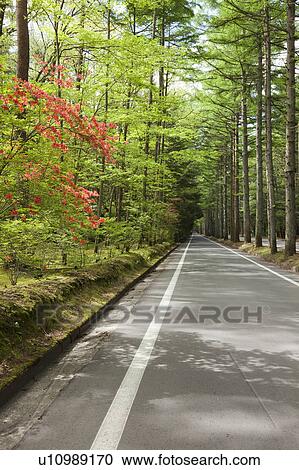 Mikasa Street and Azalea, Nagano Prefecture, Japan View Large Photo Image Stock Image - Mikasa Street and Azalea, Nagano Prefecture, Japan. Fotosearch