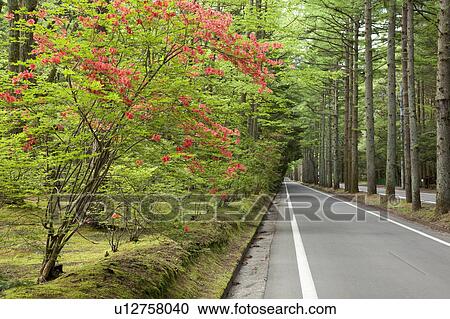 Mikasa Street and Azalea, Nagano Prefecture, Japan View Large Photo Image Stock Image - Mikasa Street and Azalea, Nagano Prefecture, Japan. Fotosearch