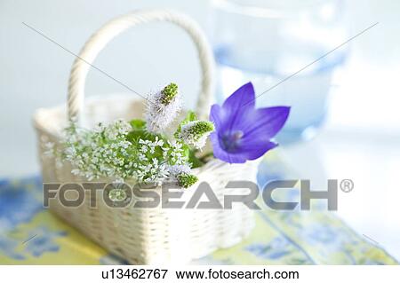 Mint and balloon flower in basket View Large Photo Image Stock Photo - Mint and balloon flower in basket. Fotosearch