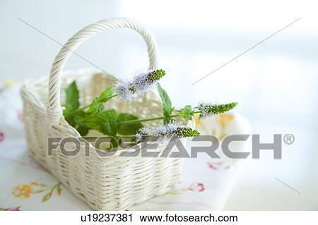 Mint in basket View Large Photo Image Stock Image - Mint in basket. Fotosearch