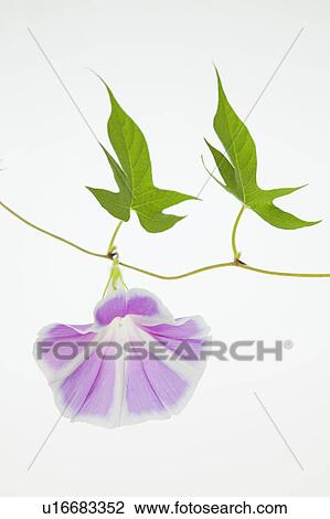 Morning Glory Flower View Large Photo Image Stock Image - Morning Glory Flower. Fotosearch