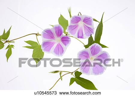 Stock Image - Morning Glory Flowers. Fotosearch