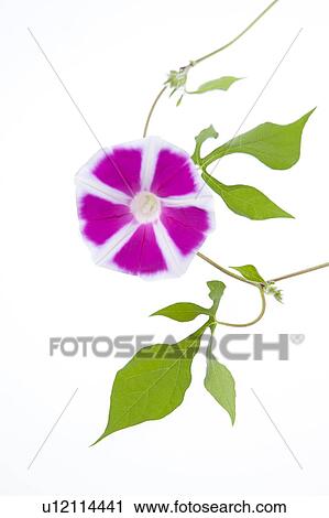 Morning Glory Flowers View Large Photo Image Stock Image - Morning Glory Flowers. Fotosearch