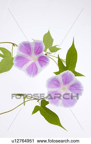 Morning Glory Flowers View Large Photo Image Stock Image - Morning Glory Flowers. Fotosearch