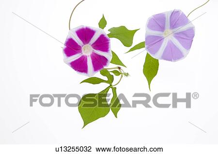 Morning Glory Flowers View Large Photo Image Stock Image - Morning Glory Flowers. Fotosearch
