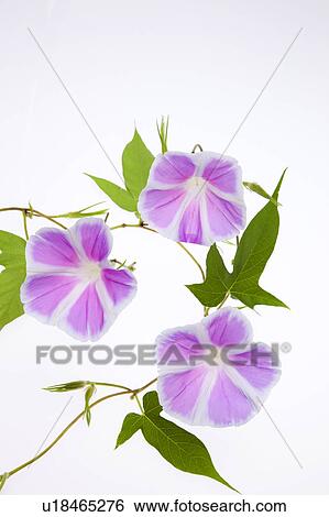 Stock Photograph - Morning Glory Flowers. Fotosearch