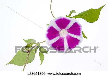 Morning Glory Flowers View Large Photo Image Stock Photograph - Morning Glory Flowers. Fotosearch