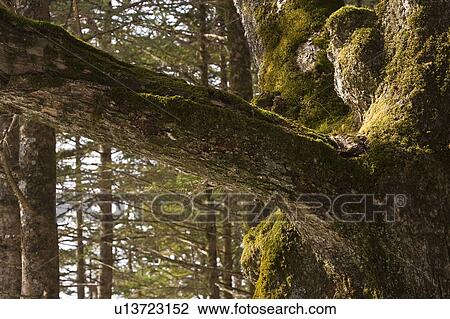 Stock Image - Moss on tree, Tochigi Prefecture, Honshu, Japan. Fotosearch