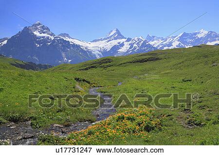 Mountain range seen from First, Grindelwald, Switzerland View Large Photo Image Stock Photo - Mountain range seen from First, Grindelwald, Switzerland. Fotosearch