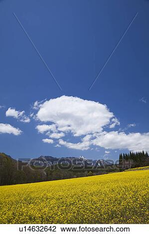 Stock Image - Mt. Togakushi and oilseed rape field, Nagano Prefecture, Honshu, Japan. Fotosearch