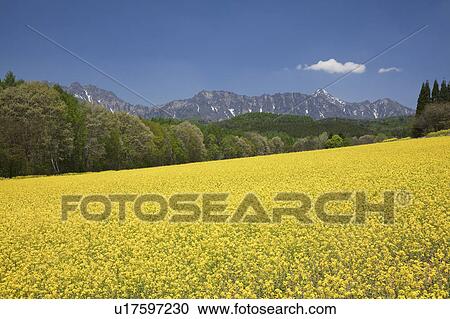 Stock Image - Mt. Togakushi and oilseed rape field, Nagano Prefecture, Honshu, Japan. Fotosearch