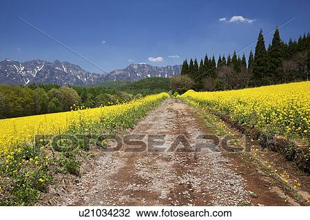 Stock Image - Mt. Togakushi and oilseed rape field, Nagano Prefecture, Honshu, Japan. Fotosearch