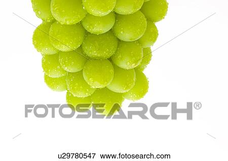 Muscat Grapes View Large Photo Image Stock Photo - Muscat Grapes. Fotosearch