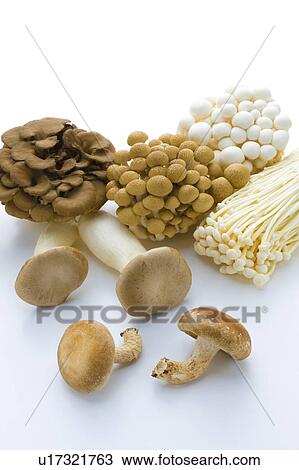 Stock Image - Mushrooms. Fotosearch