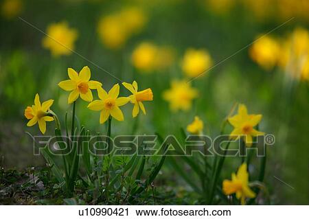 Stock Image - Narcissus Flowers. Fotosearch
