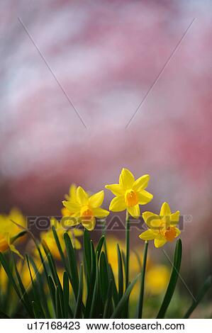 Narcissus Flowers View Large Photo Image Stock Image - Narcissus Flowers. Fotosearch