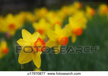Narcissus Flowers View Large Photo Image Stock Photo - Narcissus Flowers. Fotosearch