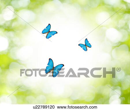 New leaves and butterflies View Large Photo Image Stock Image - New leaves and butterflies. Fotosearch