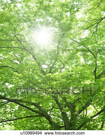 Picture - New leaves. Fotosearch