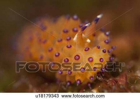 Stock Image - Nudibranch (Janolus sp. ). Fotosearch