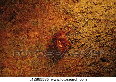 Stock Photography - Nymph of Large Brown Cicada. Fotosearch
