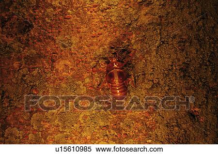 Stock Photography - Nymph of Large Brown Cicada. Fotosearch