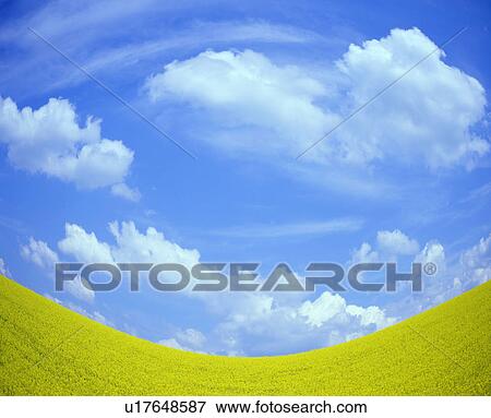 Stock Photo - Oilseed Rape Field, Fish-eye Lens. Fotosearch
