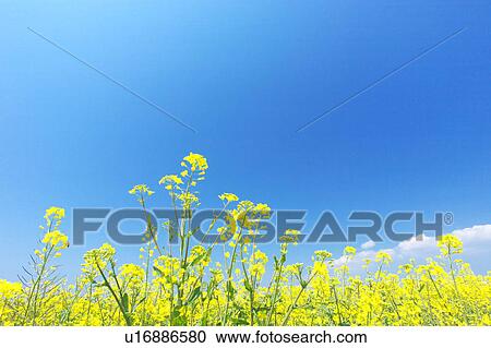 Stock Image - Oilseed rape field, Kanagawa Prefecture, Honshu, Japan. Fotosearch