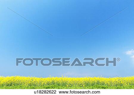 Stock Image - Oilseed rape field, Kanagawa Prefecture, Honshu, Japan. Fotosearch