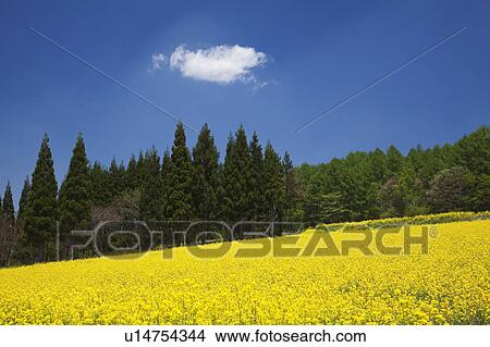 Oilseed rape field, Nagano Prefecture, Honshu, Japan View Large Photo Image Picture - Oilseed rape field, Nagano Prefecture, Honshu, Japan. Fotosearch