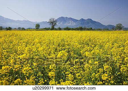 Oilseed rape field, Nagano Prefecture, Honshu, Japan View Large Photo Image Stock Image - Oilseed rape field, Nagano Prefecture, Honshu, Japan. Fotosearch