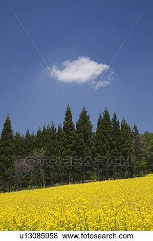 Oilseed rape field, Nagano Prefecture, Honshu, Japan View Large Photo Image Stock Photo - Oilseed rape field, Nagano Prefecture, Honshu, Japan. Fotosearch