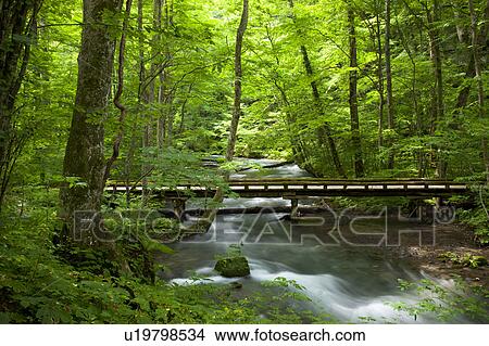 Picture - Oirase river, Aomori Prefecture, Honshu, Japan. Fotosearch