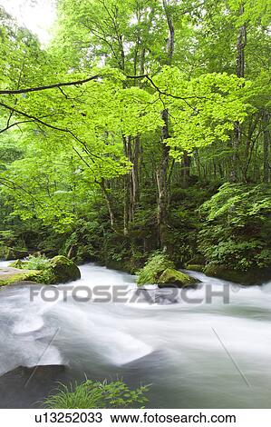 Stock Image - Oirase river, Aomori Prefecture, Honshu, Japan. Fotosearch