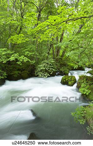 Oirase river, Aomori Prefecture, Honshu, Japan View Large Photo Image Stock Image - Oirase river, Aomori Prefecture, Honshu, Japan. Fotosearch