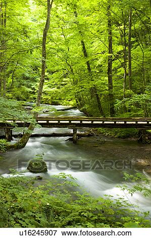 Stock Photo - Oirase river, Aomori Prefecture, Honshu, Japan. Fotosearch