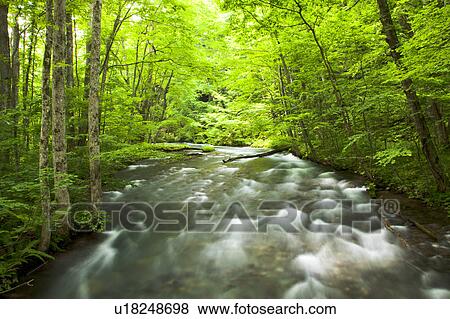 Stock Photo - Oirase river, Aomori Prefecture, Honshu, Japan. Fotosearch