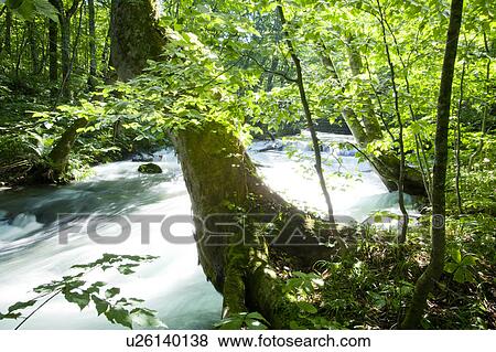 Stock Photo - Oirase river, Aomori Prefecture, Honshu, Japan. Fotosearch