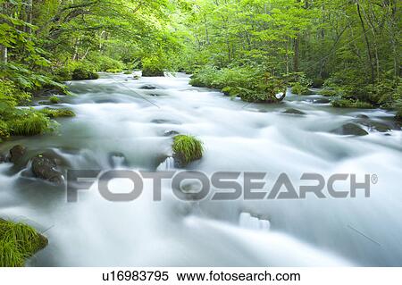 Stock Photography - Oirase river, Aomori Prefecture, Honshu, Japan. Fotosearch