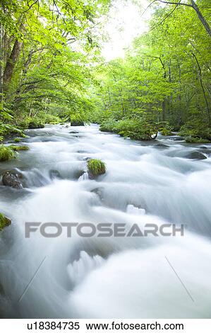Oirase river, Aomori Prefecture, Honshu, Japan View Large Photo Image Stock Photography - Oirase river, Aomori Prefecture, Honshu, Japan. Fotosearch