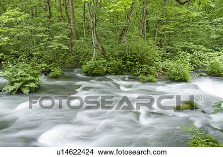 Picture - Oirase river in early summer, Aomori Prefecture, Japan. Fotosearch