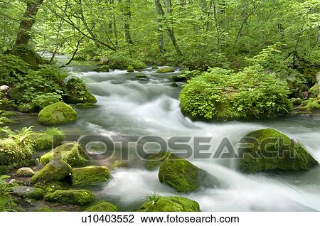 Oirase river in early summer, Aomori Prefecture, Japan View Large Photo Image Stock Image - Oirase river in early summer, Aomori Prefecture, Japan. Fotosearch